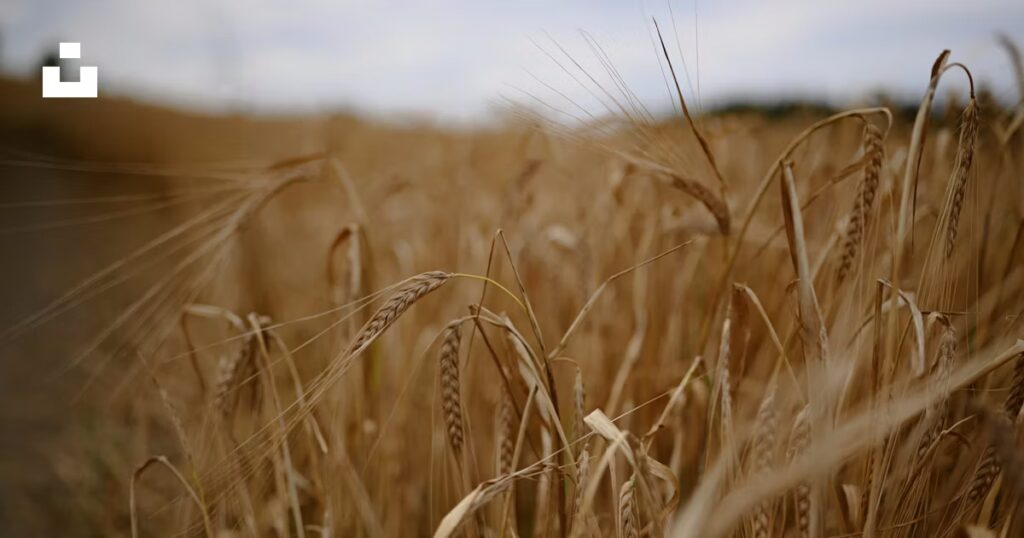 Олексій Калініченко